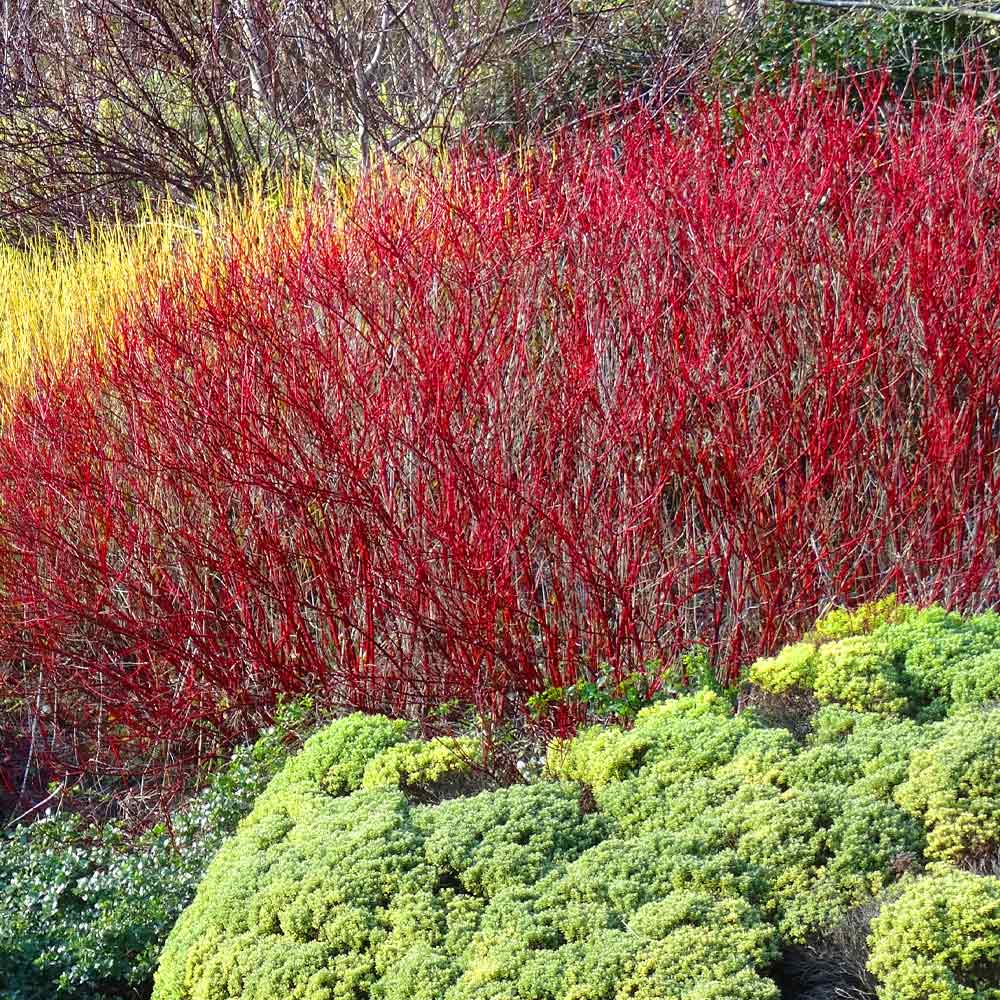 Red_Twig_Dogwood_4