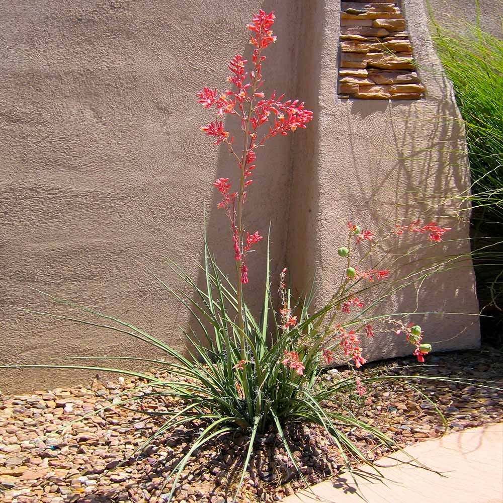 Red_Yucca_3_FGT