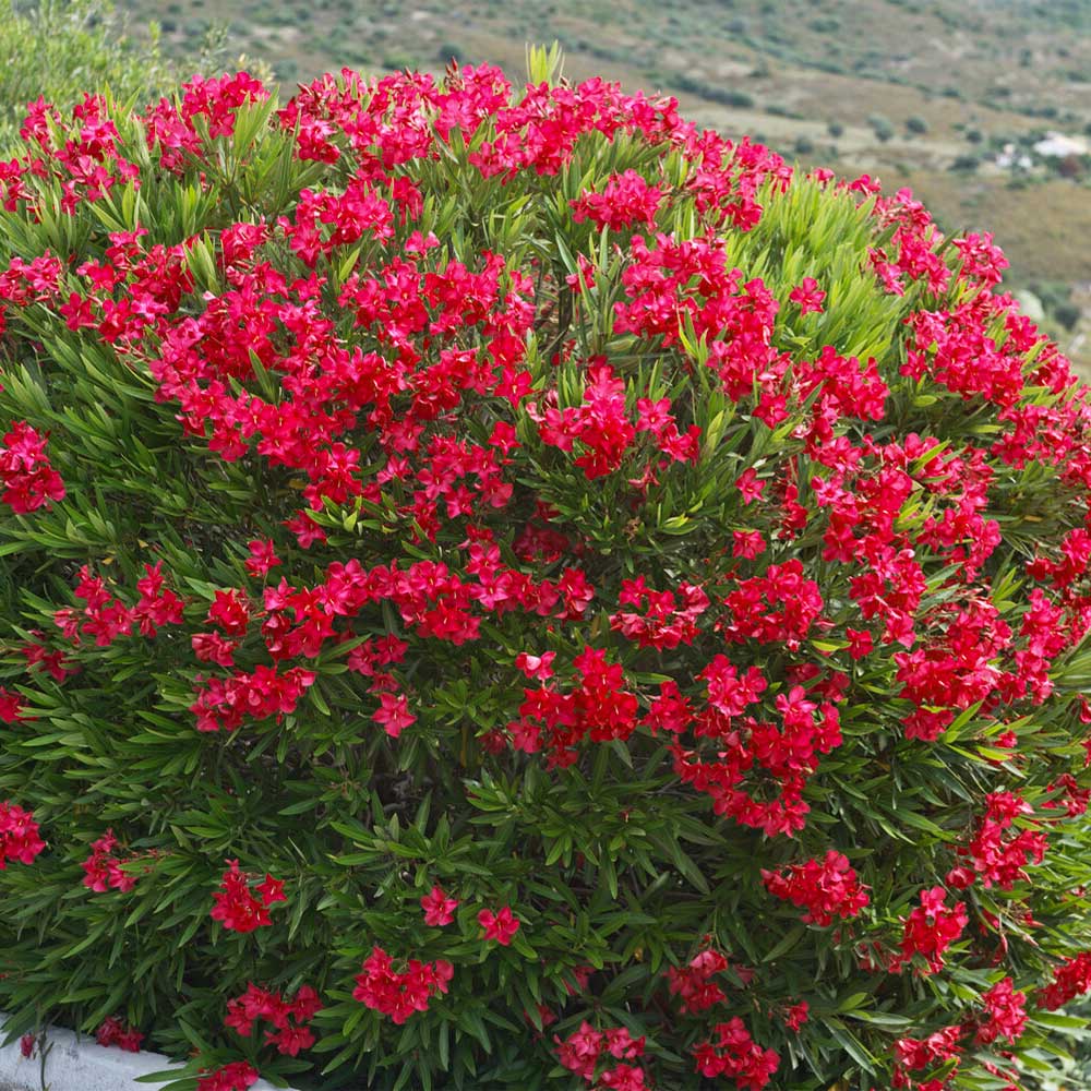Red_oleander_5