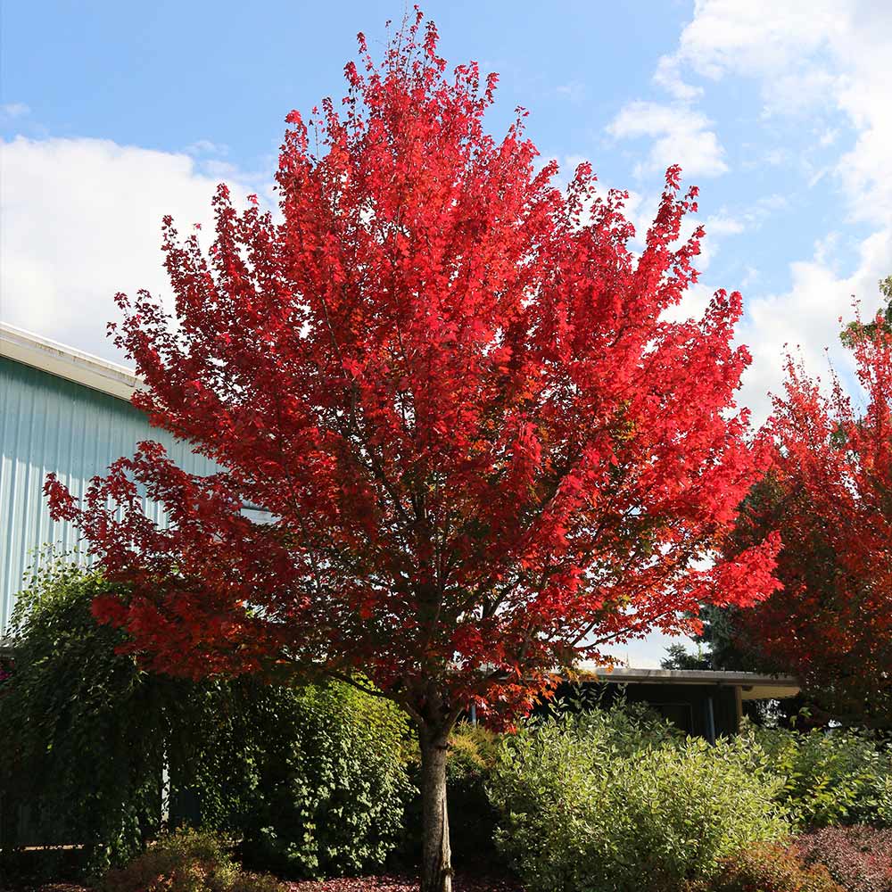 Redpointe-Maple_3