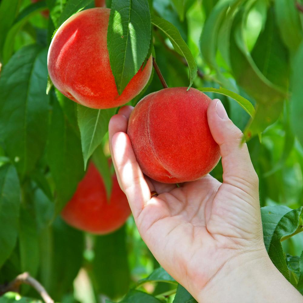 Redskin_Peach_Tree_2