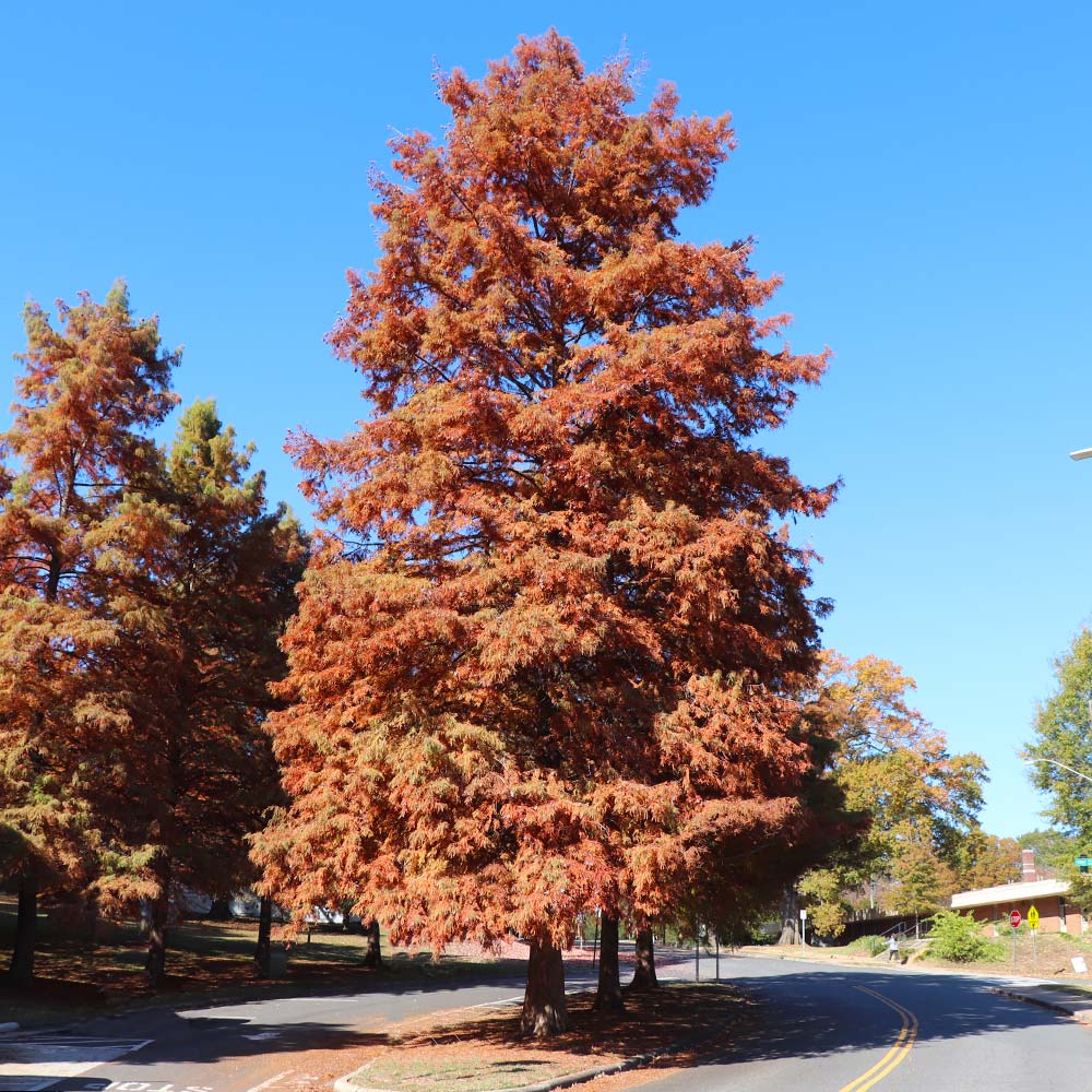 Redwood_9