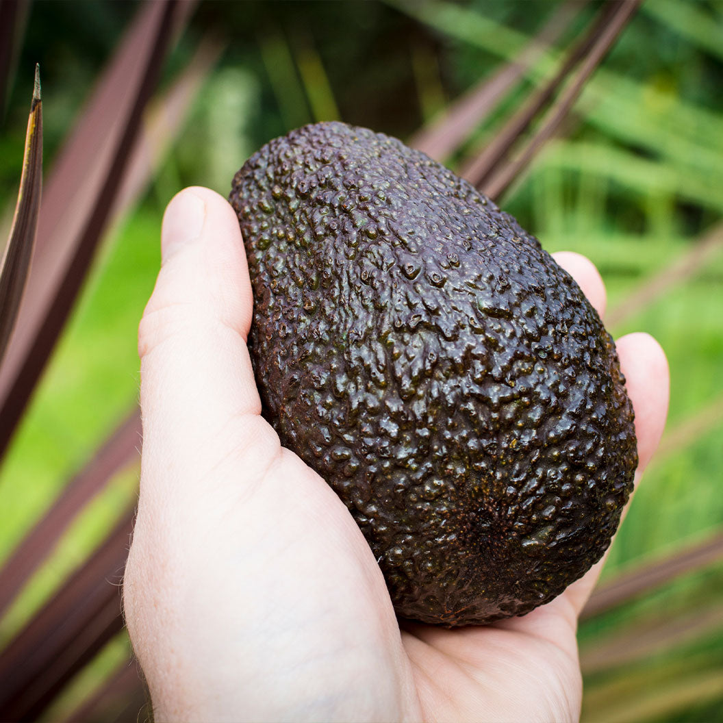 Reed-Avocado-1_61190ab0-e119-4385-85b3-13885f663d3c
