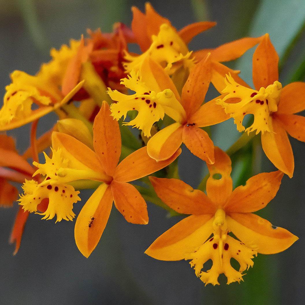 Reed-Orchid-1_64989e5d-4c68-4386-9e34-9ac0e0390f93