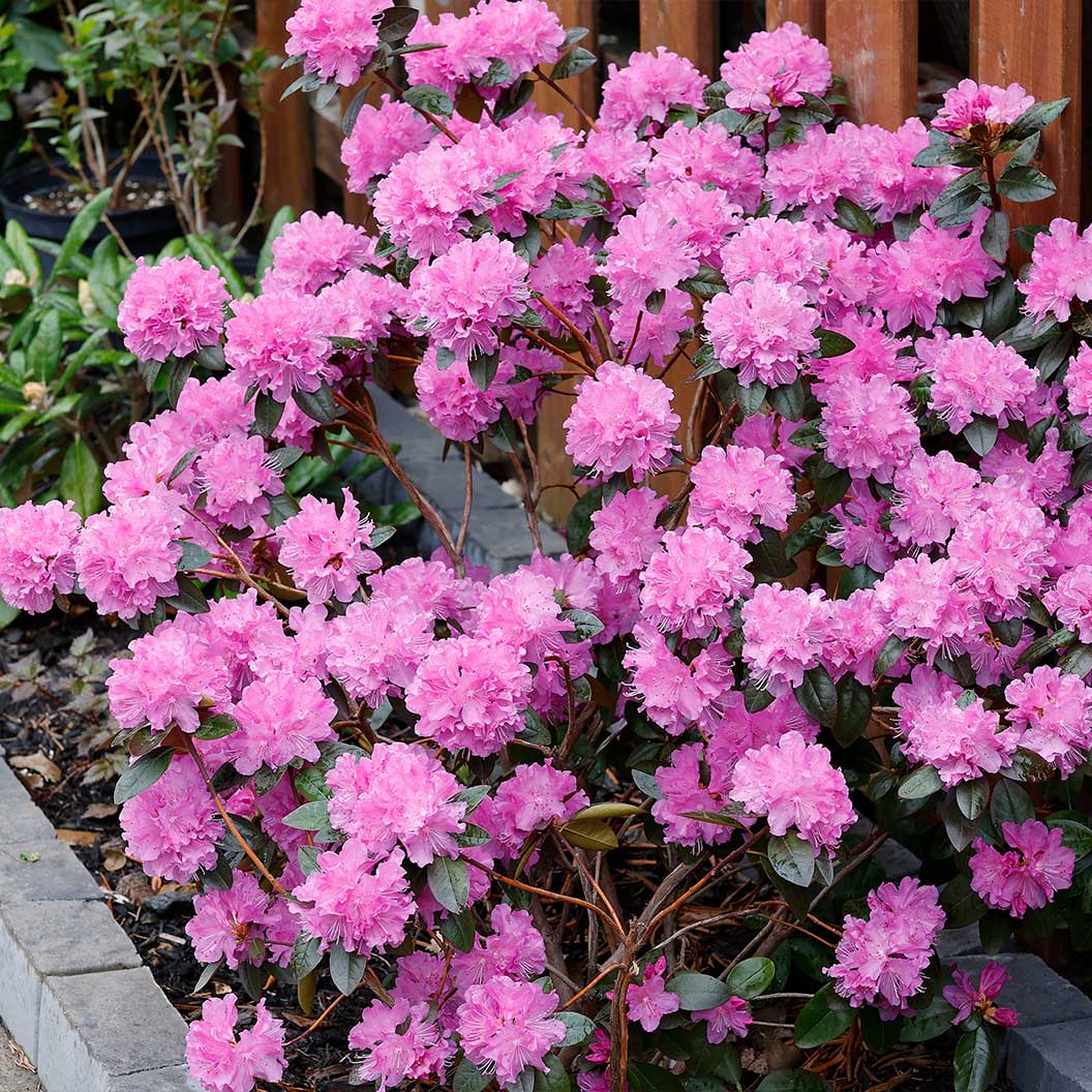 Rhododendron-Hybrid-PJM-Elite-3