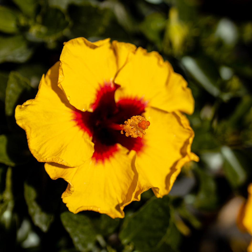 Rico-Suave-Hibiscus_1_b35be403-84ab-4a4a-8219-647bbe25fcb9