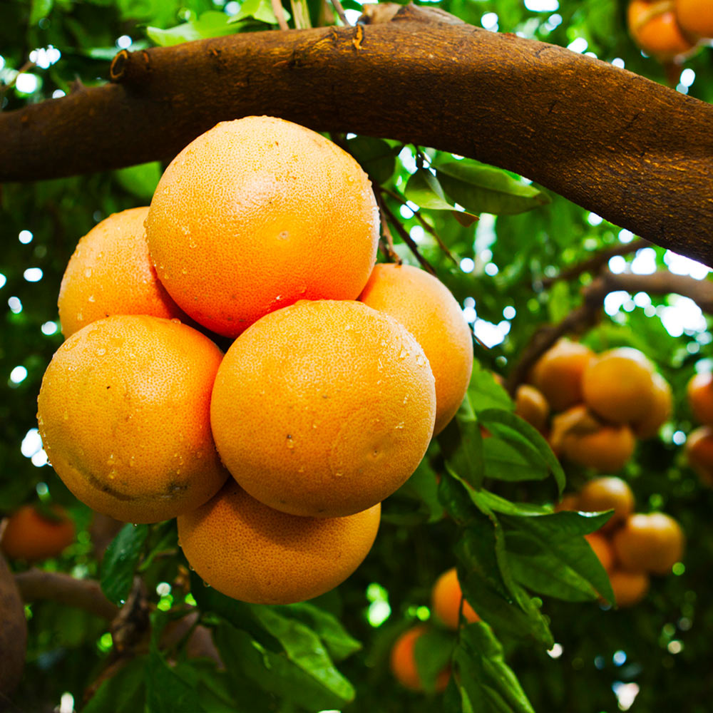 Rio_Red_Grapefruit_3
