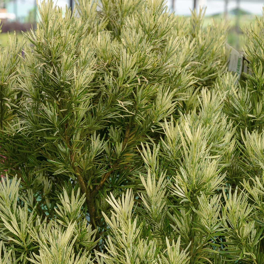 Roman-Candle-Podocarpus-Shrub-1