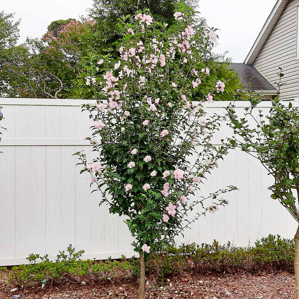Rose_of_Sharon_Althea_2_FGT