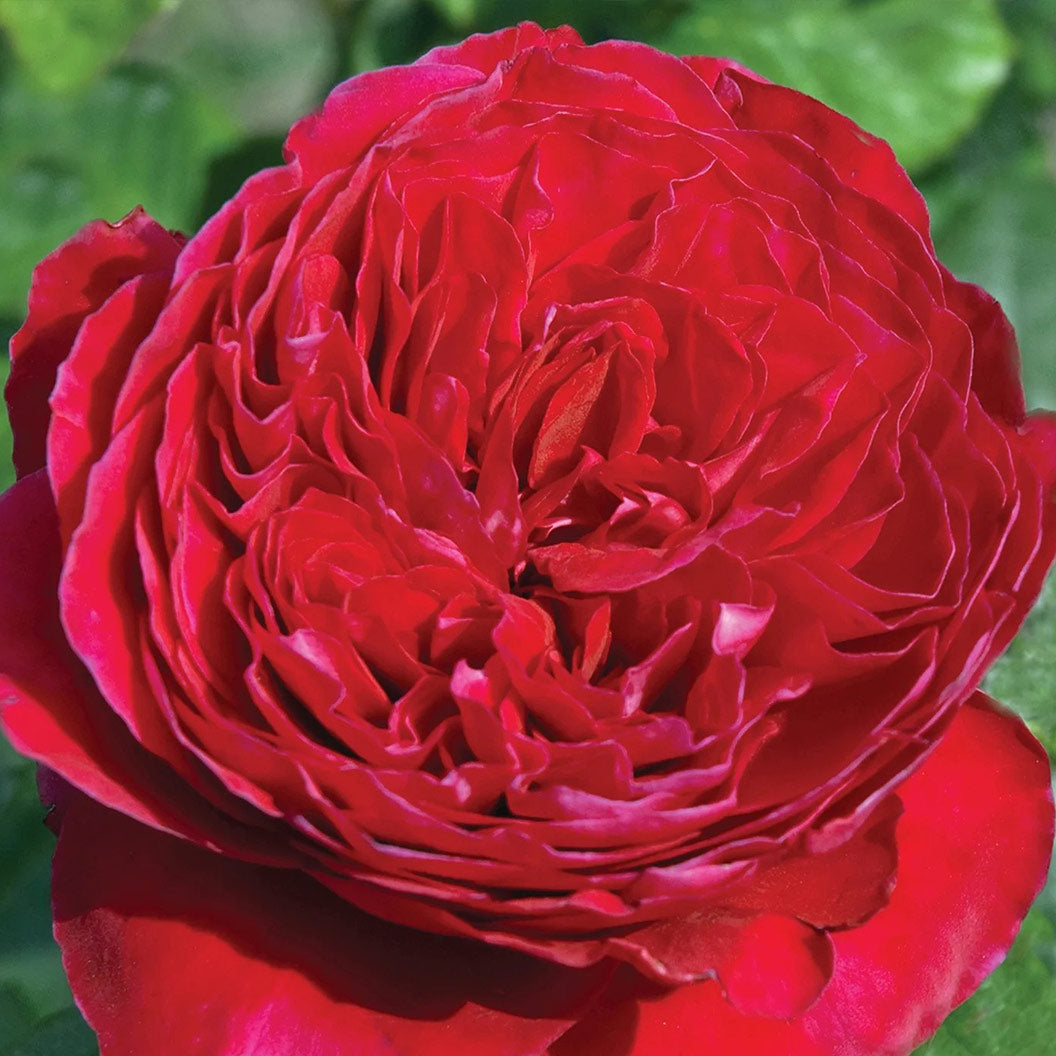 Rouge_Royale_1_41db0bb8-1aa7-4bd6-a6d1-fbe9e8b28eb9