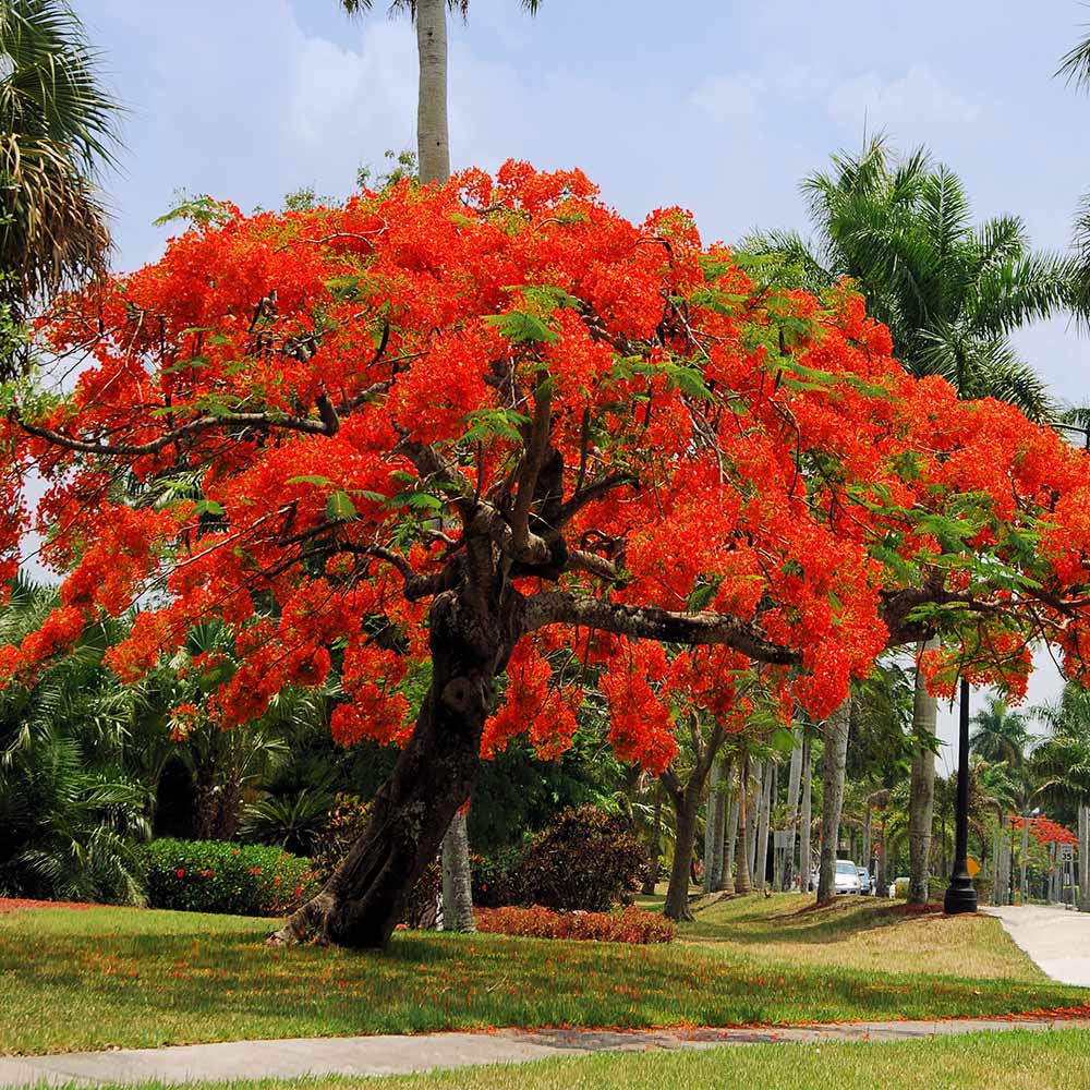 Royal_Poinciana_tree_6_FGT_67b0d2db-fd38-4089-a028-384abec4125d
