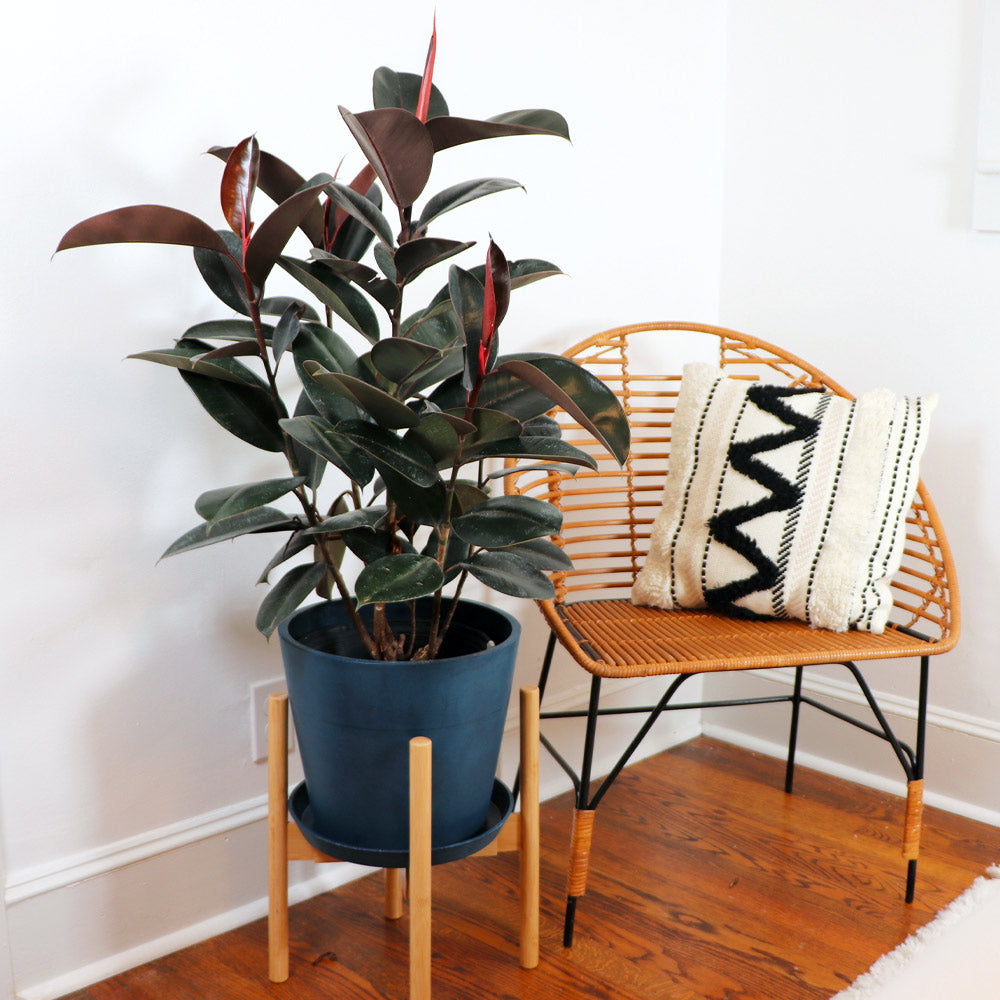 Rubber_Tree_FGT_4