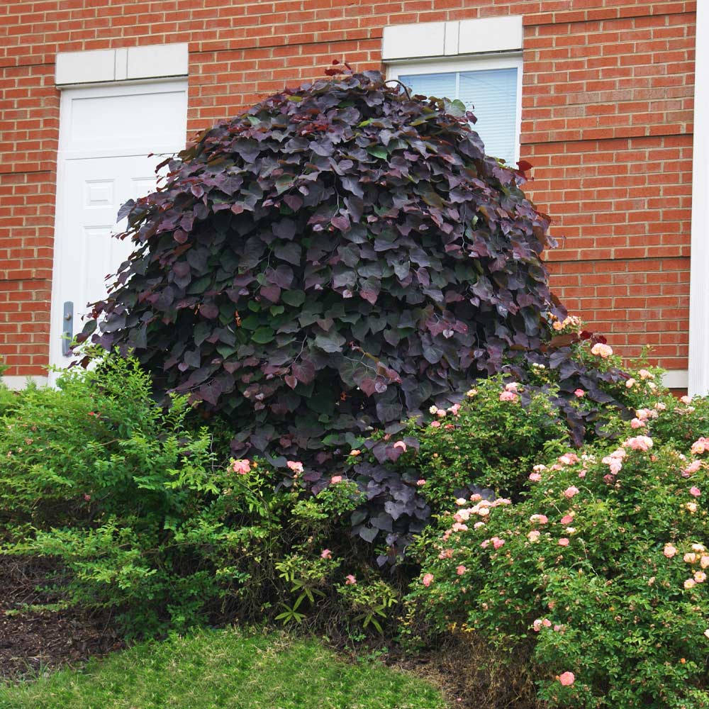 Ruby_Falls_Redbud_3