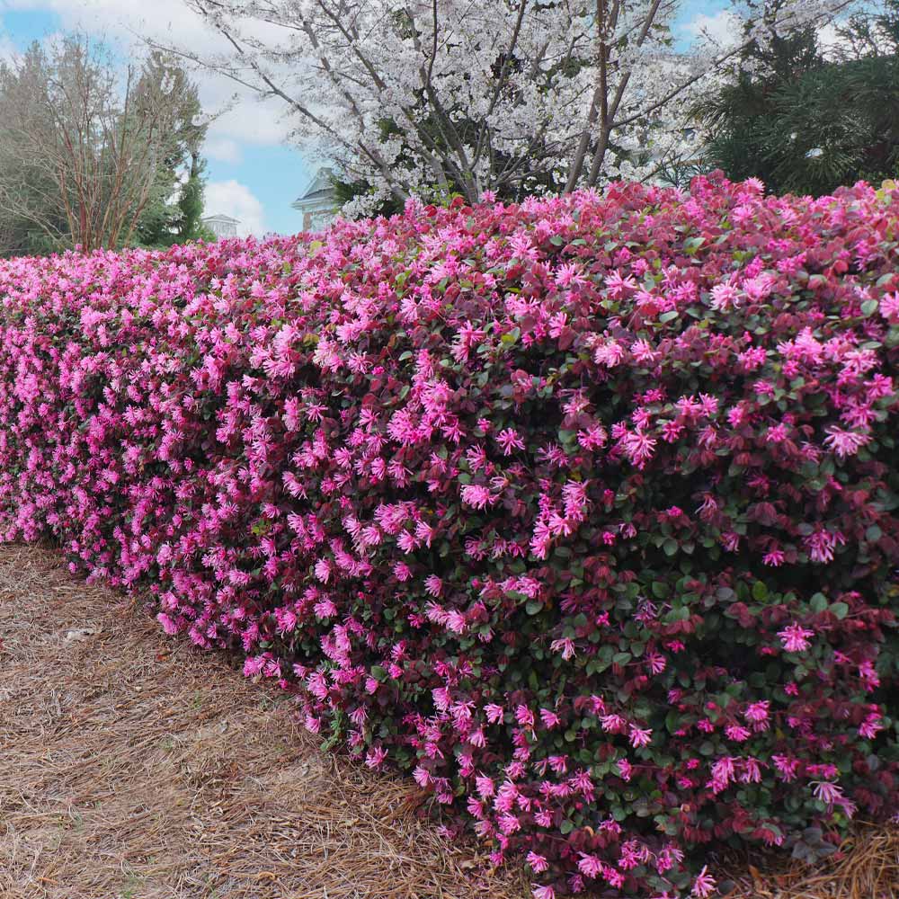 Ruby_Loropetalum_4