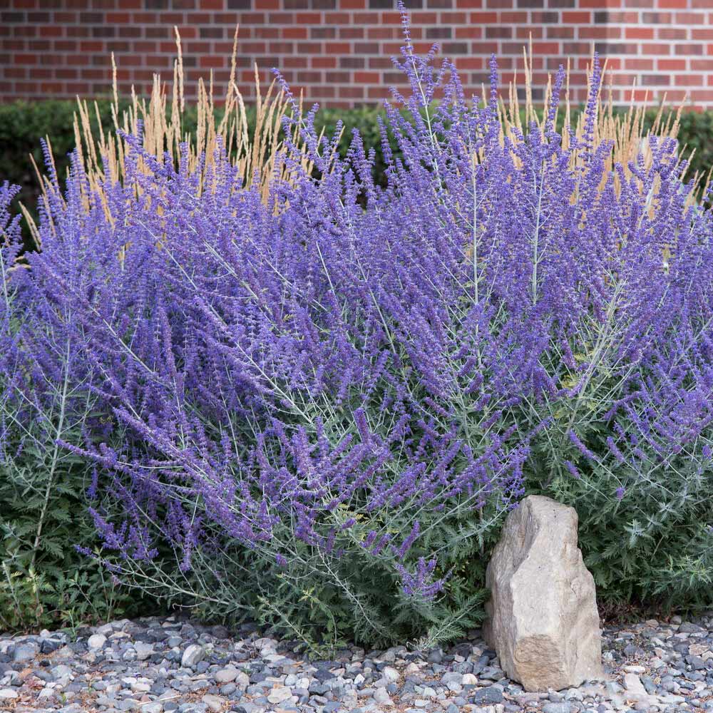 Russian-Sage_4
