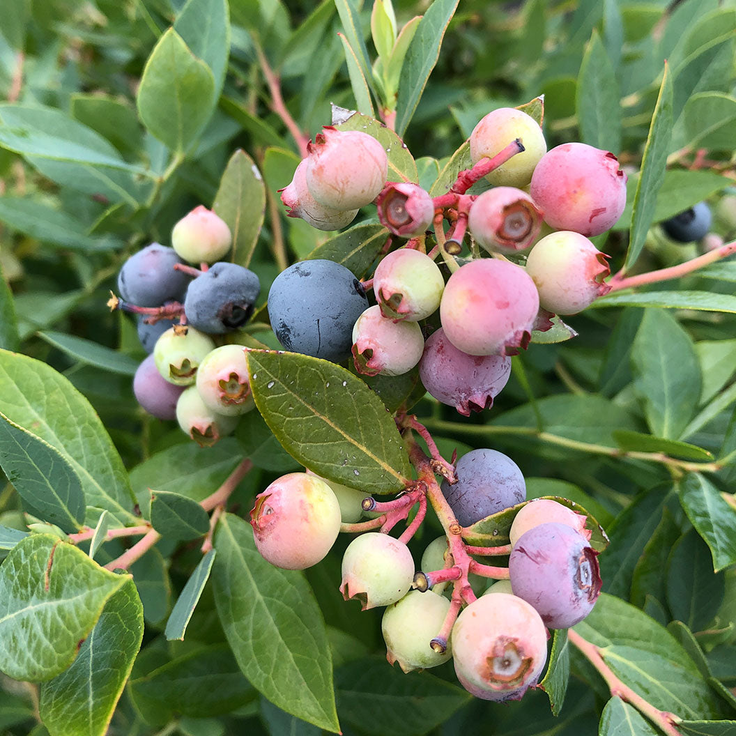 SPLENDID_-Blue-Vaccinium-Shrub-4