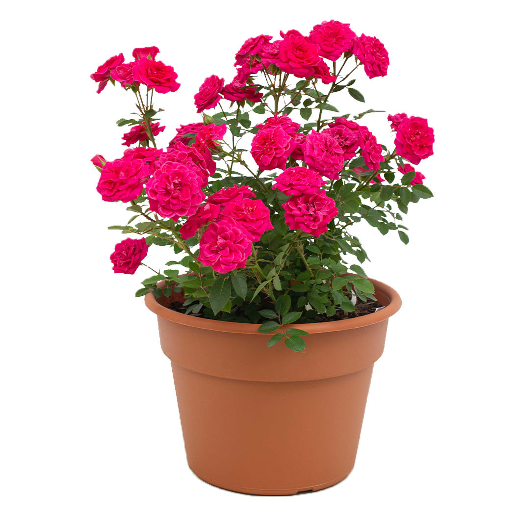 SUnblaze-Dragon-Fruit-Rose-5_2ce51ad2-5cd7-4cc0-959d-0616d4db51cb