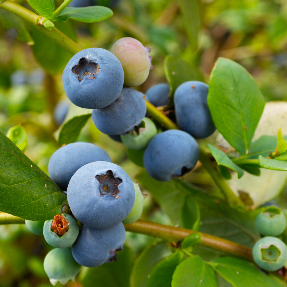 SUnshine_BLue_Blueberry_2