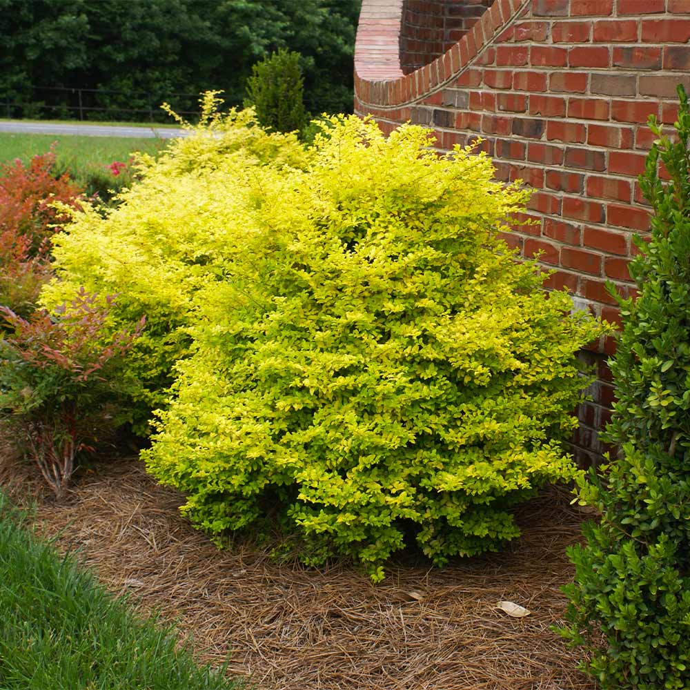 SUnshine_Ligustrum_7