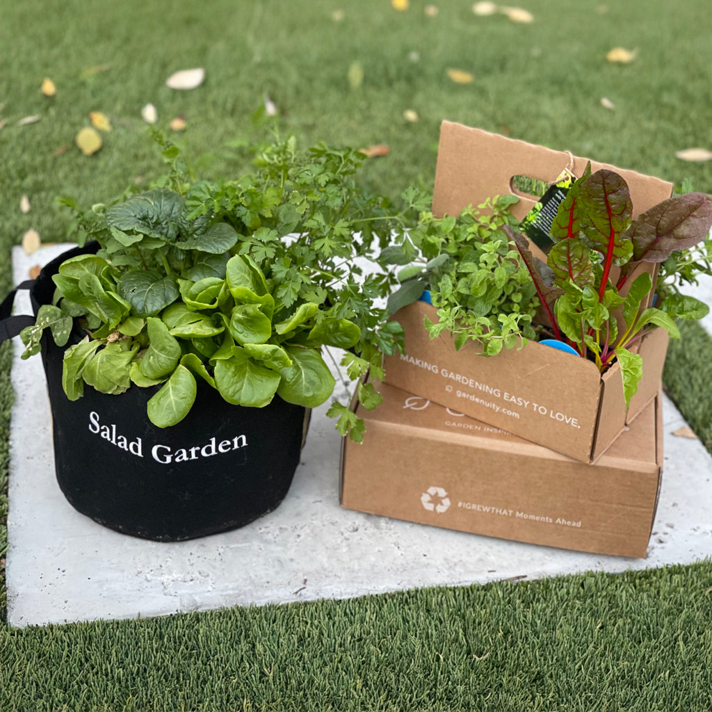 Salad_Garden_-_Julie_Eggers_1024x1024_1cb2fcbe-f13a-4d6b-afbd-5a64015a39ab
