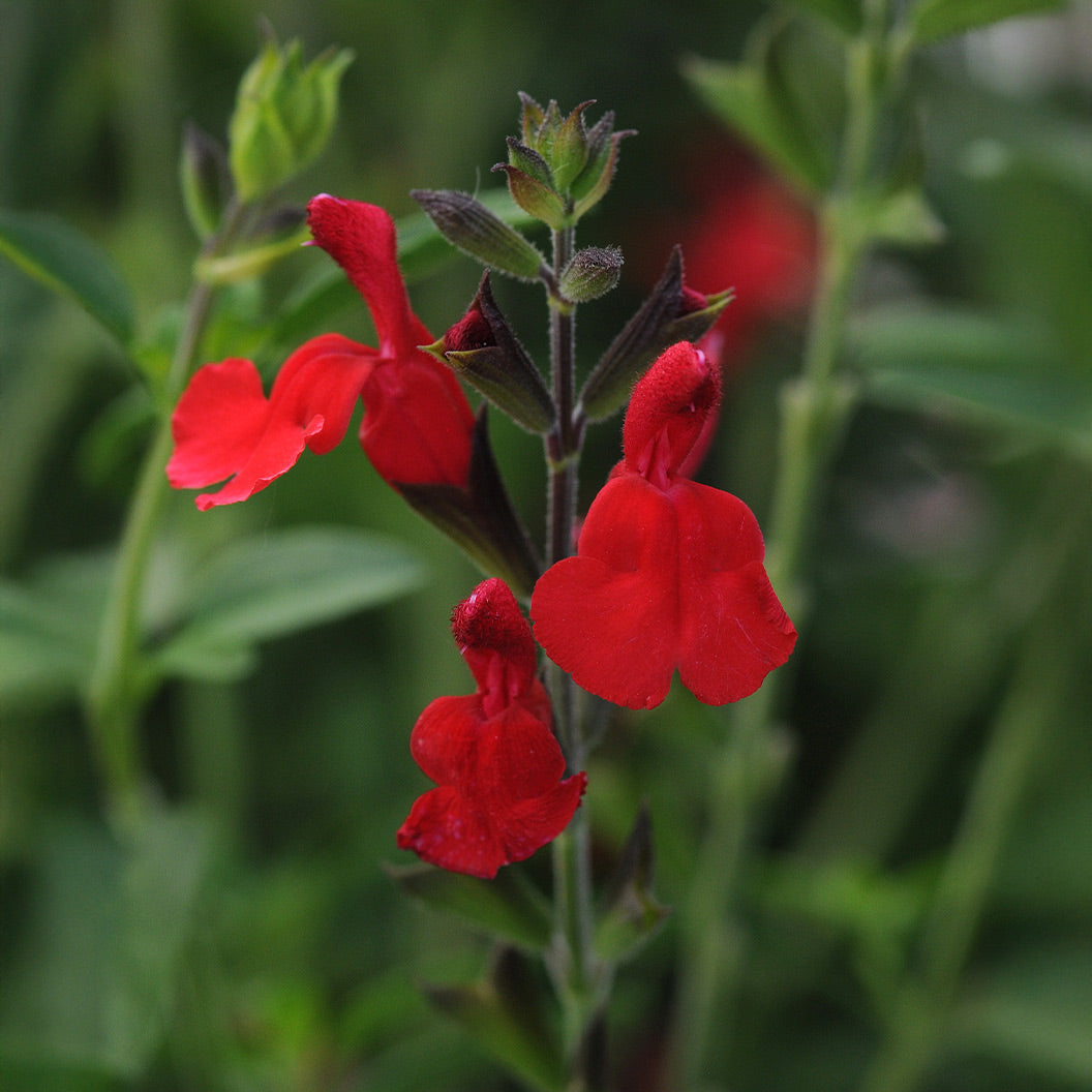 Salvia-greggii-Radio-Red1_b6d76480-eb88-4289-805e-de3b5a3246e0