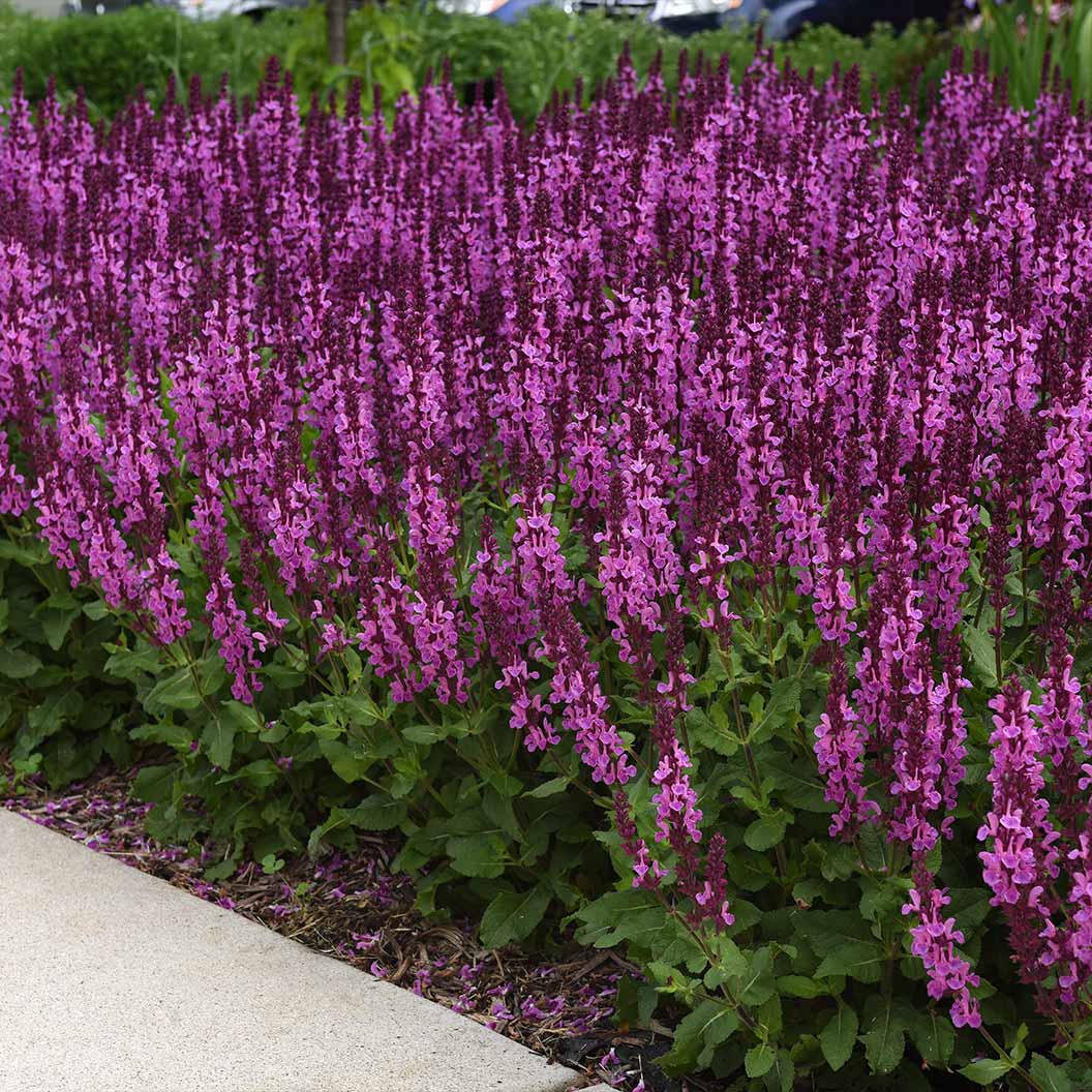 Salvia-nemorosa-Marvel-Rose-5