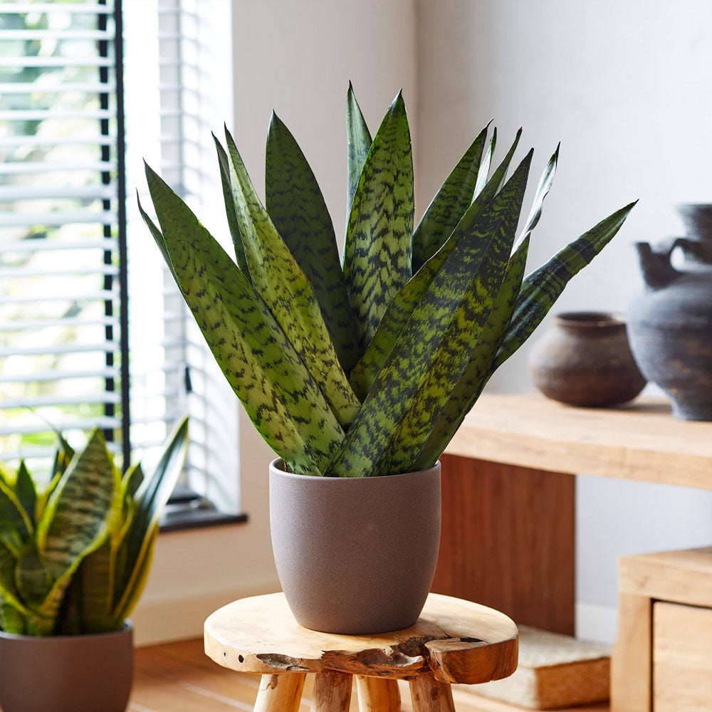Sansevieria_Zeylandica_2