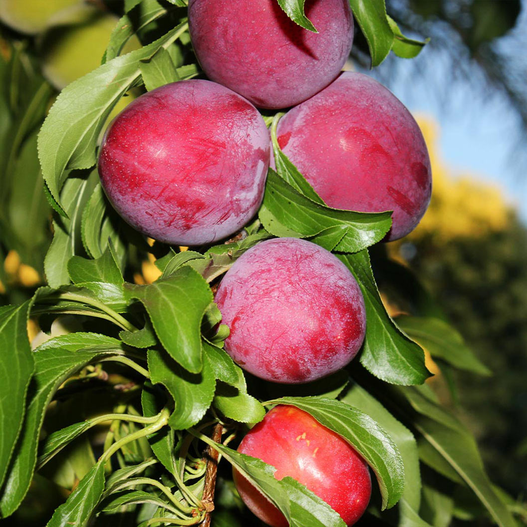 Santa_Rosa_Plum_1_73f252fe-f7bc-44e7-8075-3a1f44ea3656