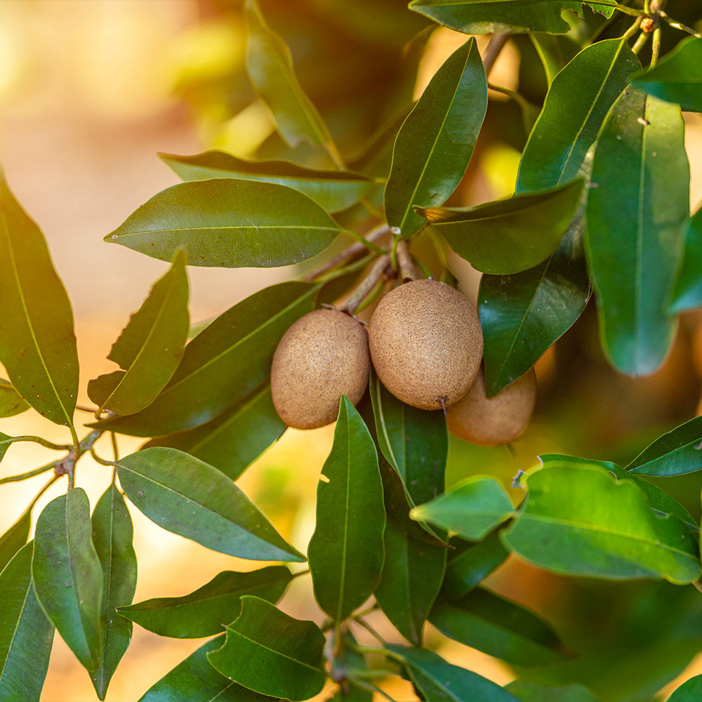 Sapodilla_1_FGT