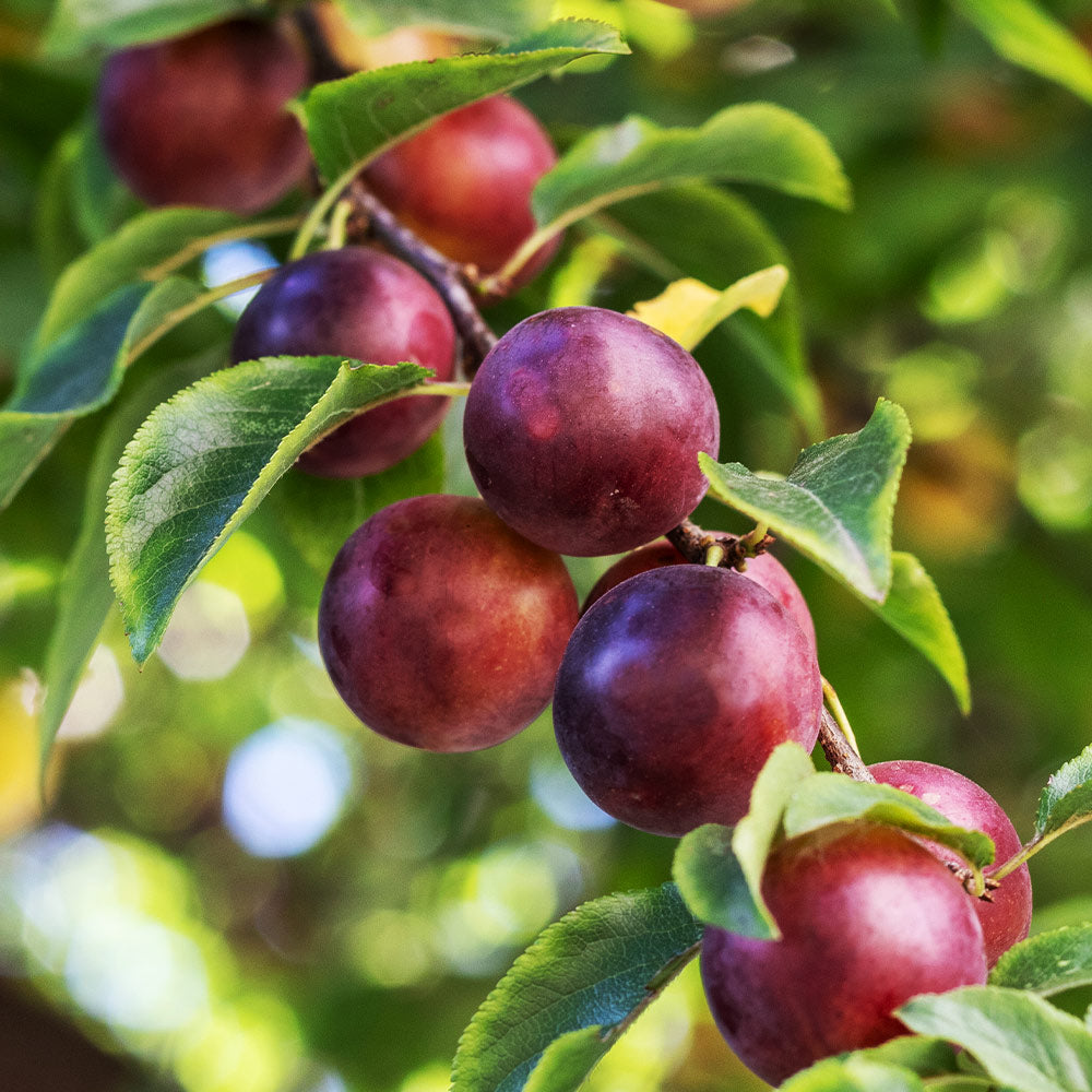 Satsuma_Plum_1