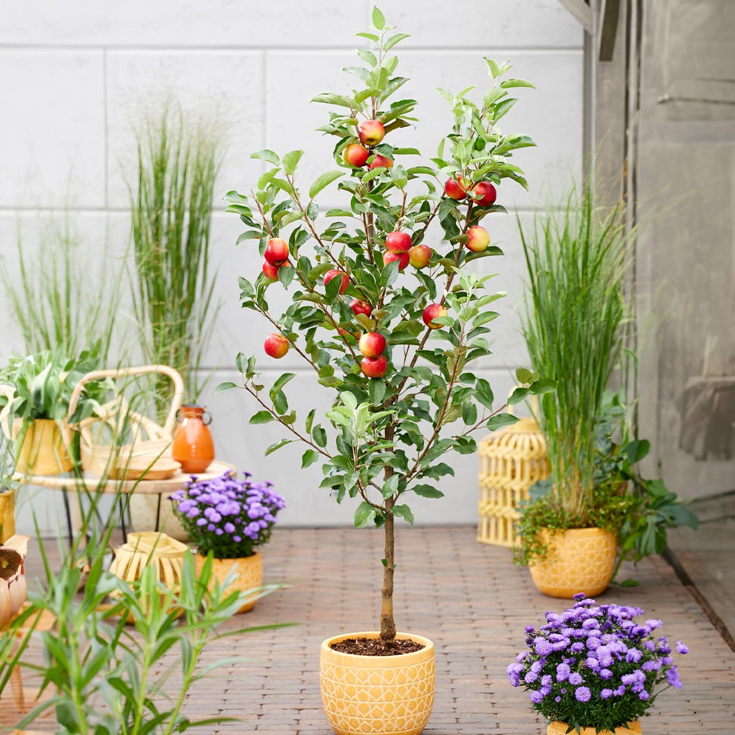 Scarlet_Sentinal_Columnar_Apple_02be4501-7e77-4b3e-a6b5-5ddcf9433540