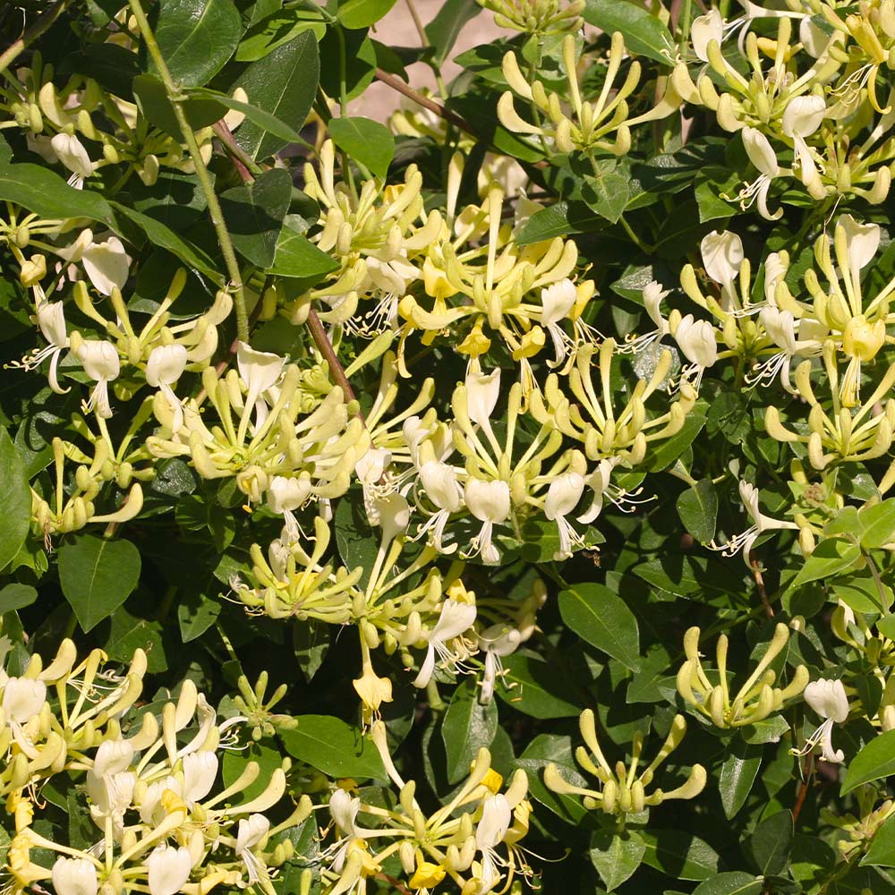 Scentsation_Honeysuckle_3