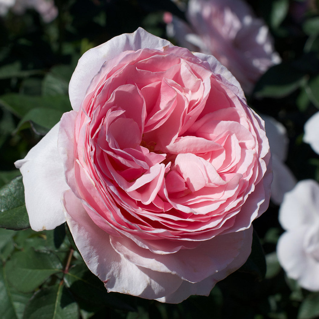 ScentuousRose-4_75b31f46-da7a-4ab6-99b5-efa447128240