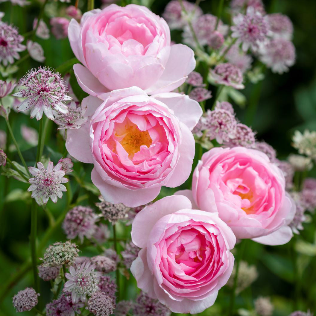 Scepter_d-Isle-rose-4_14530477-9afd-428b-a4b3-46216227cc49