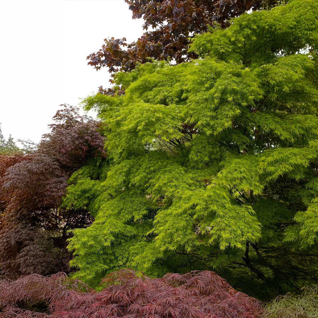 Seiryu-japanese-Maple-1_601a3d06-4ef6-47bf-91b4-52cf9a5cc6de