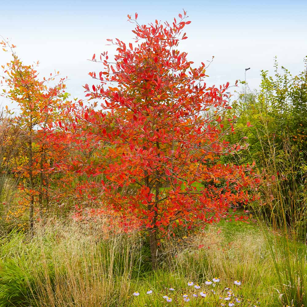 Serviceberry_Autumn_Brilliance_8_FGT