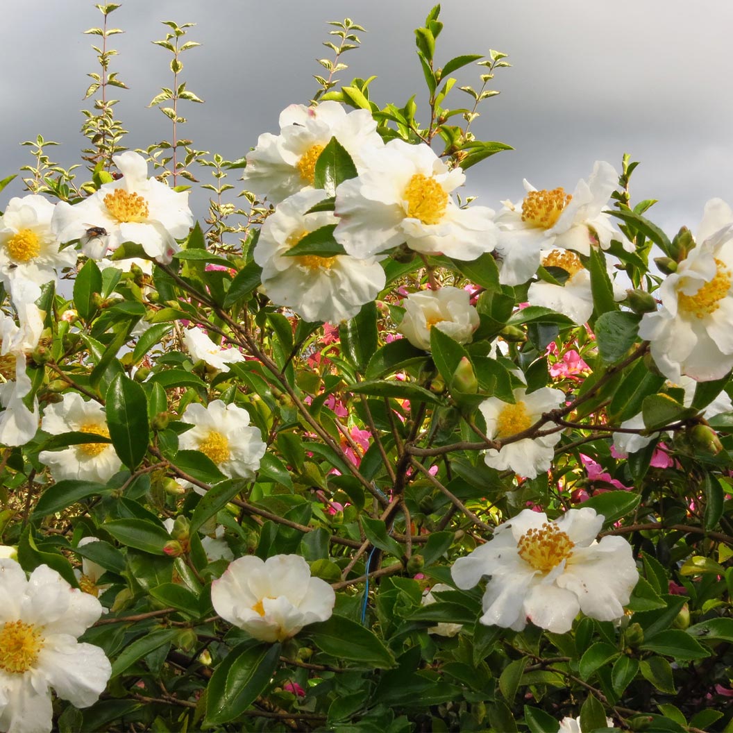 Setsugekka-Camellia-3_1f32dc27-3b3d-4cd1-bb98-0c8b3caad70e