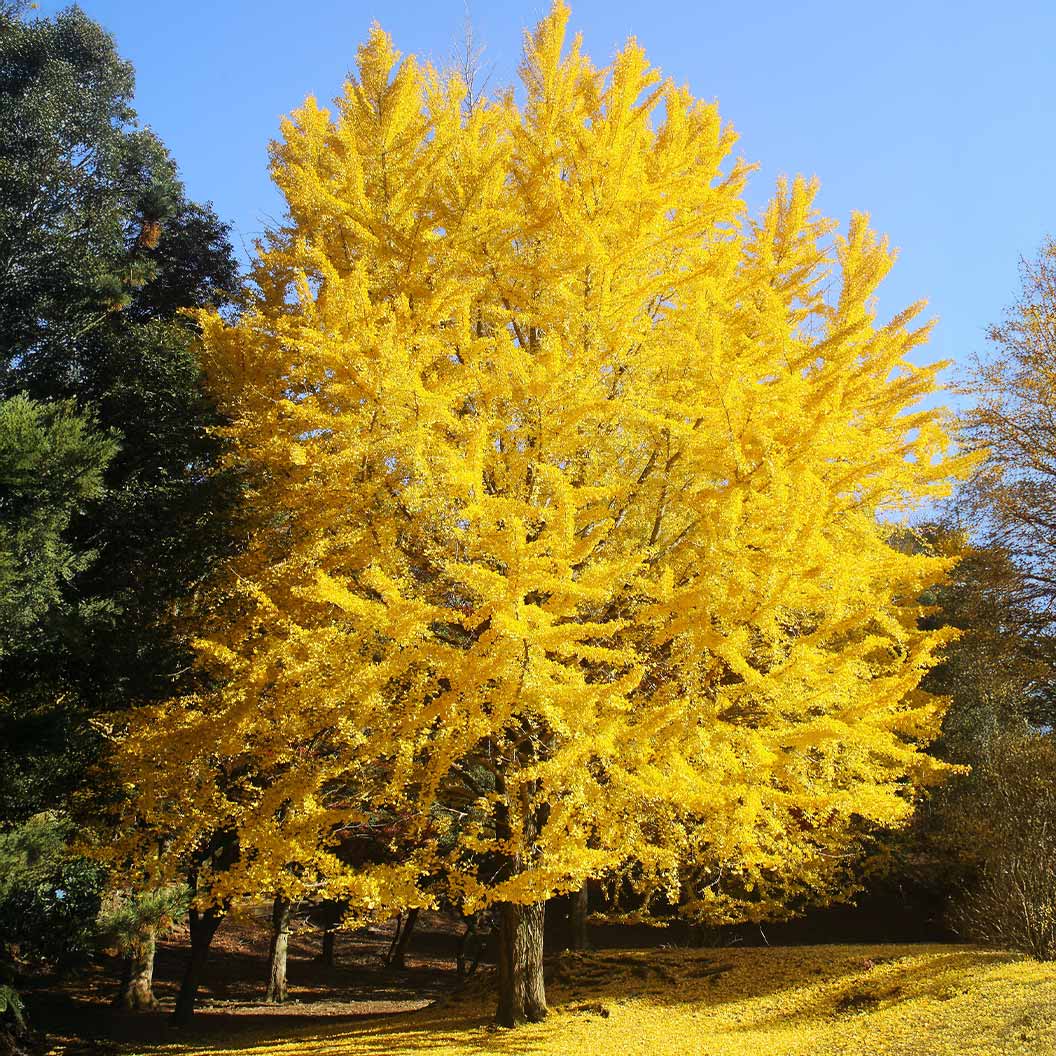 Shangri-la-Ginkgo-2