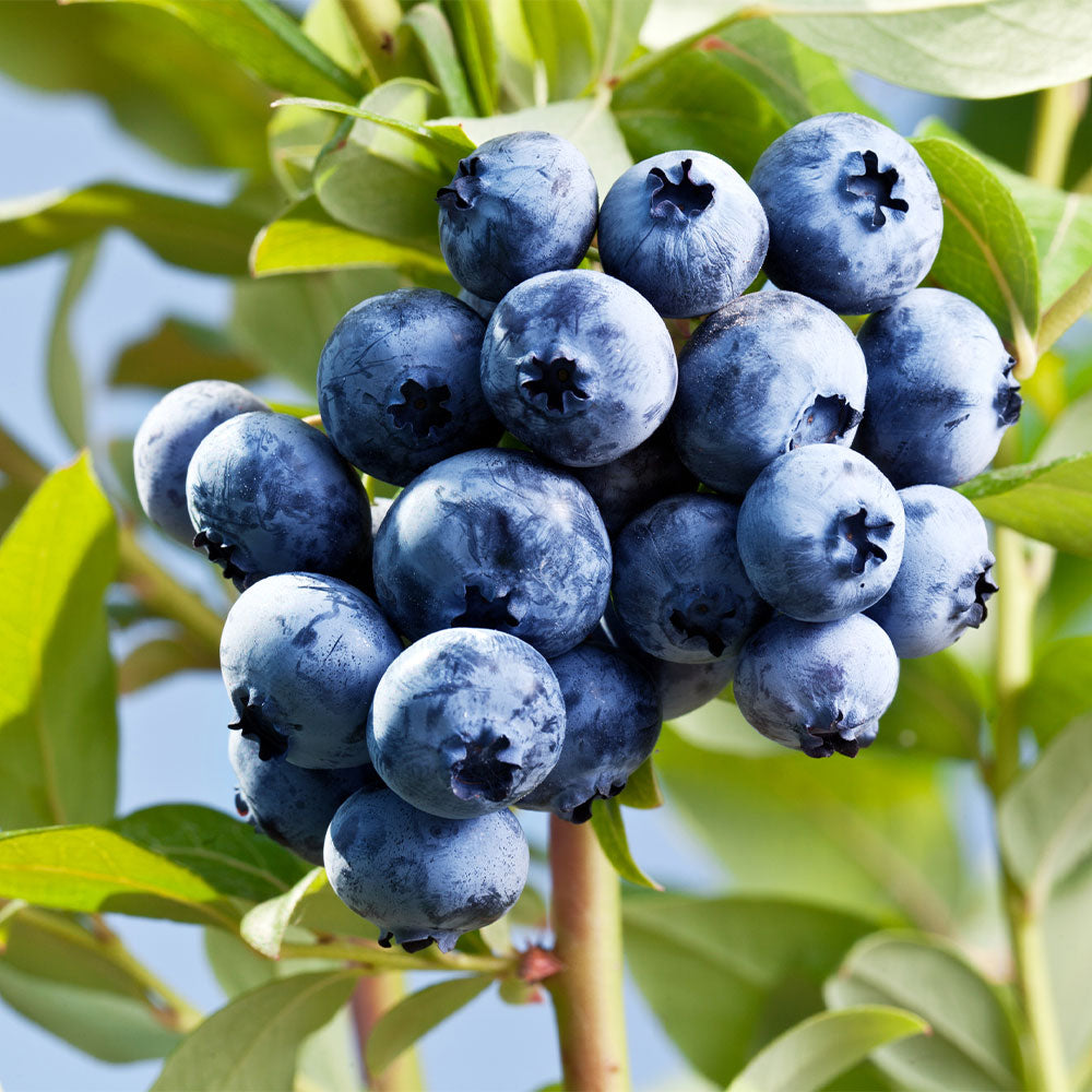Sharpblue_Blueberry_2
