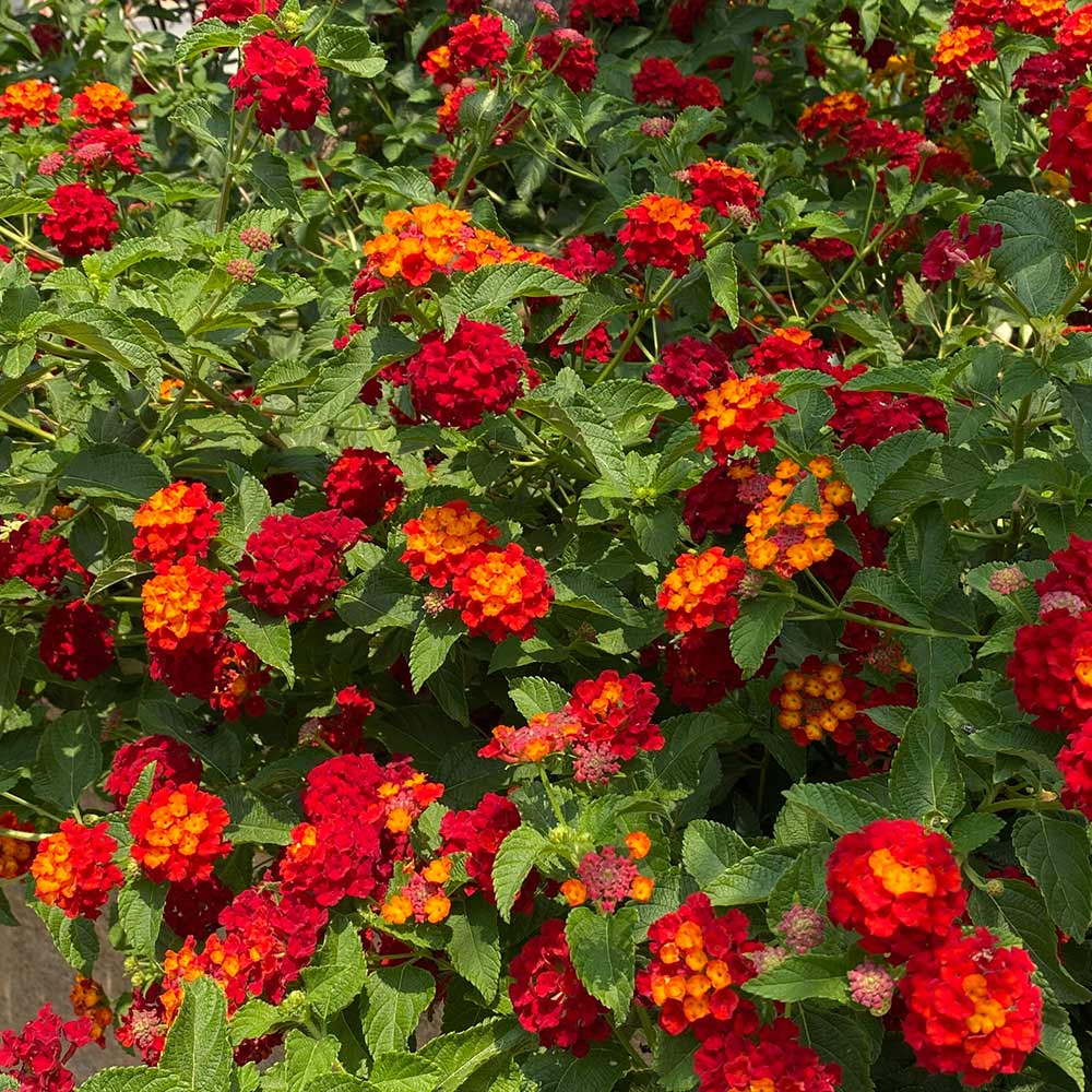 Shazam_Lantana_3_FGT