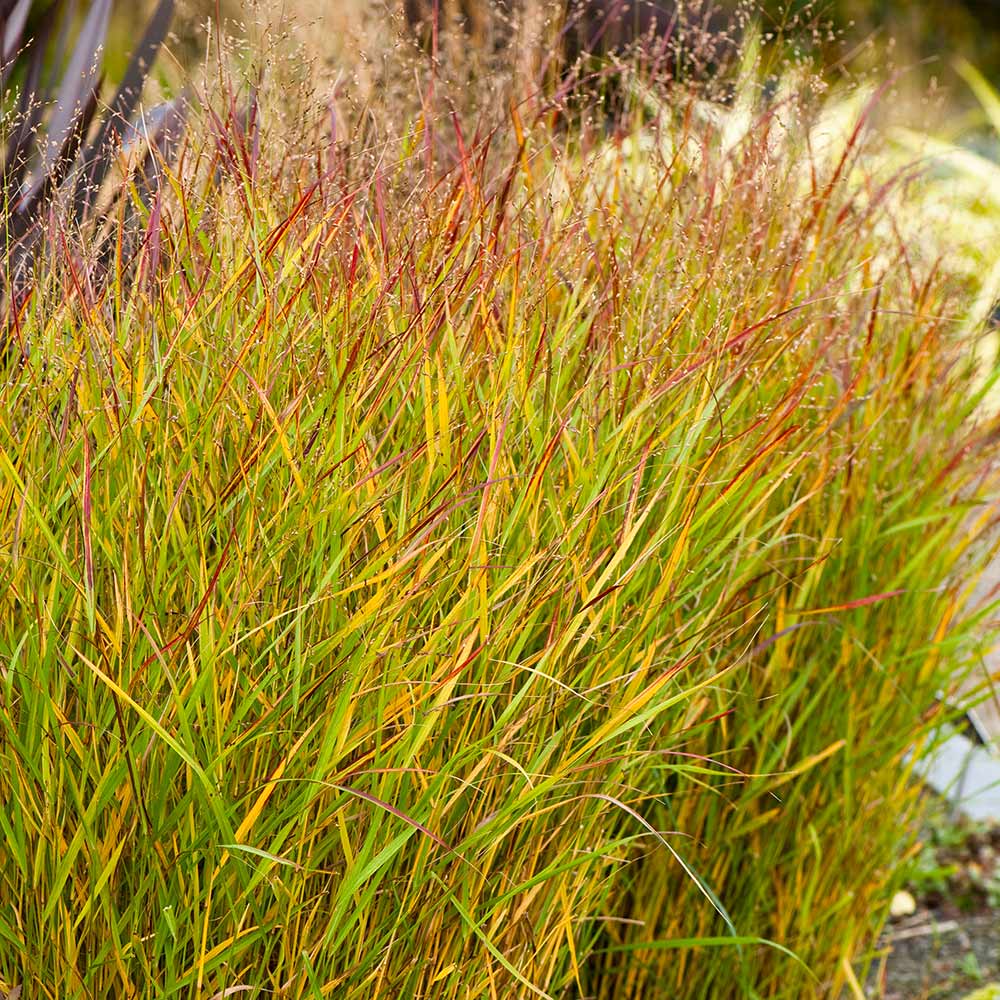 Shenandoah_Switch_Grass_1_FGT