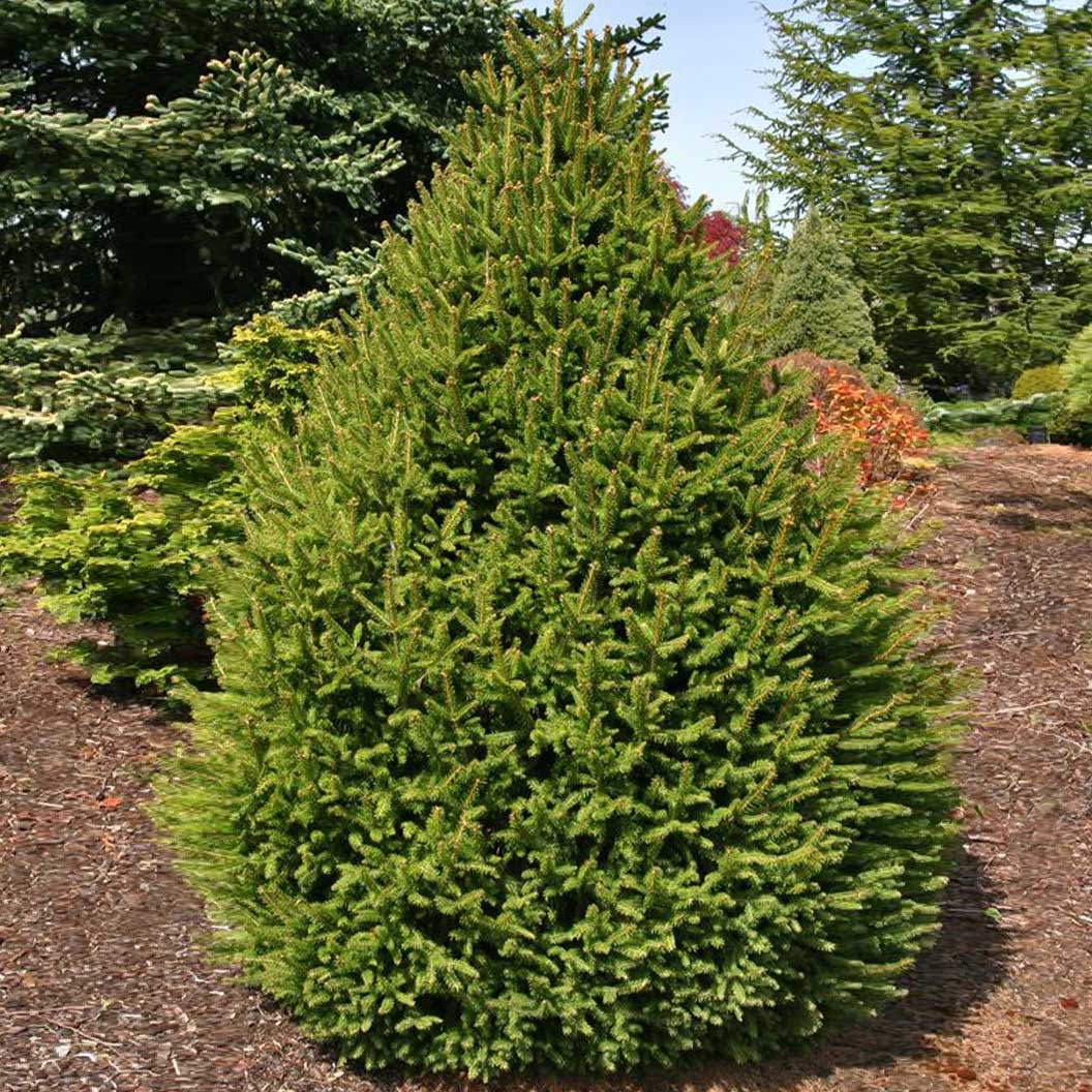 Sherwood-Compact-Norway-Spruce-1_d484e72b-7dd4-4b68-aee3-ce6a35c0d40e