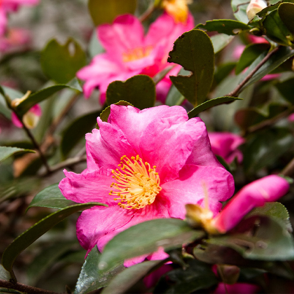 ShiSHi-Gashira_Camellia_1_FGT