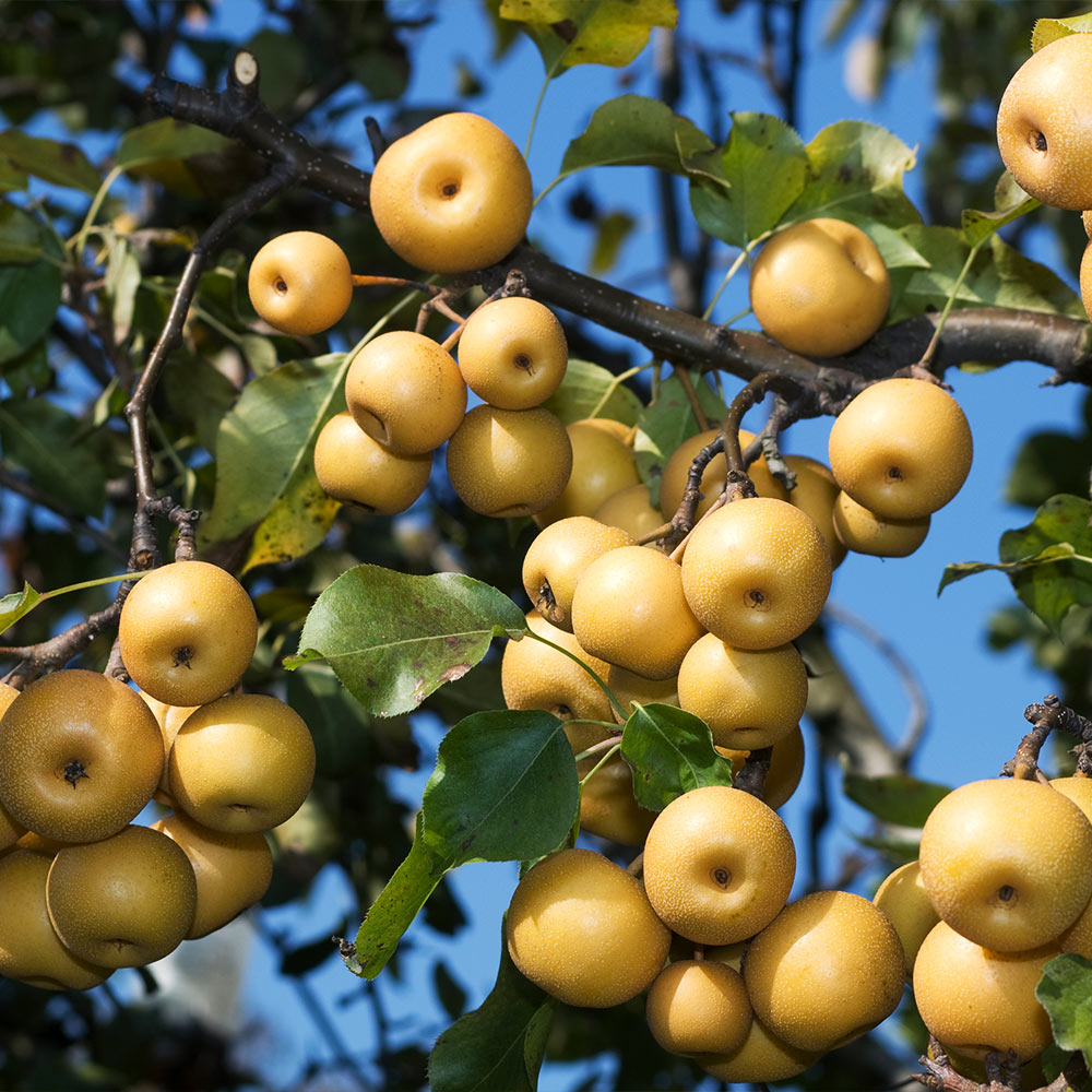 Shinseiki_Asian_Pear_3_FGT_9b4d833a-20b7-466b-a7f0-db2cf25d1028