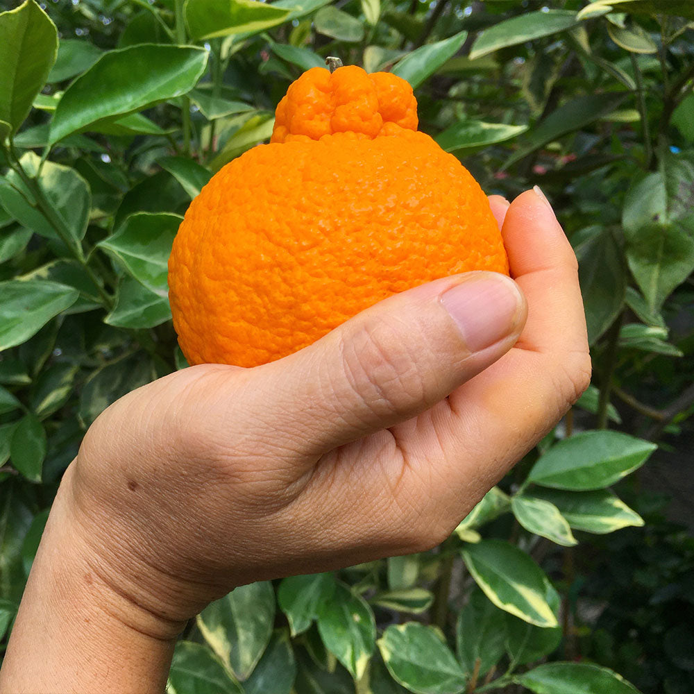 Shiranui_Mandarin_2_FGT