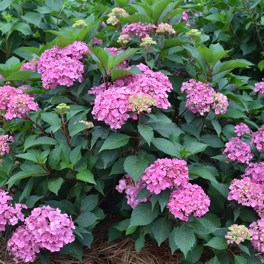 Show-Stopper-Hydrangea-Bush1_3d33616c-2f82-48cb-963b-ca2d3d2883b9
