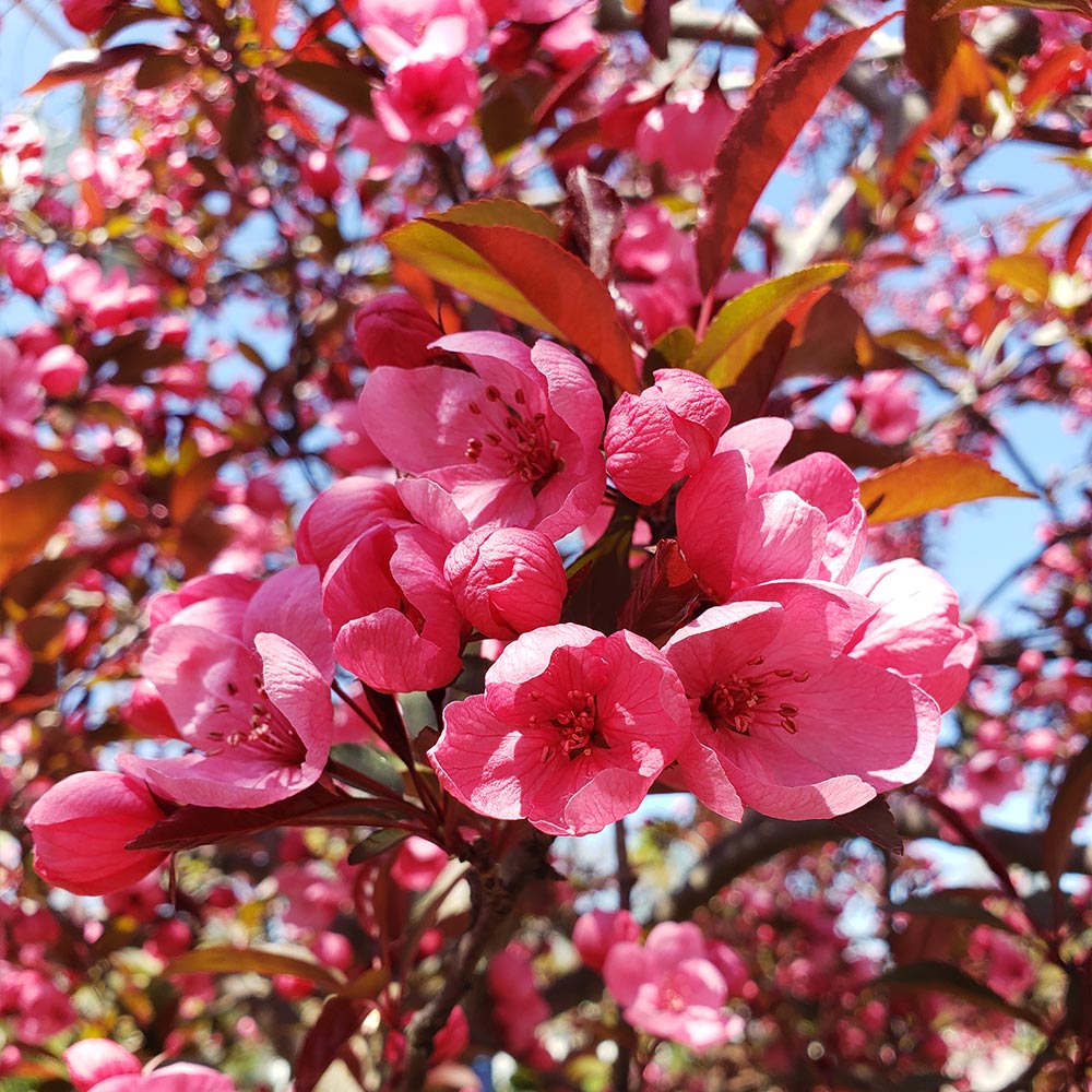 Show_Time_Crabapple_2