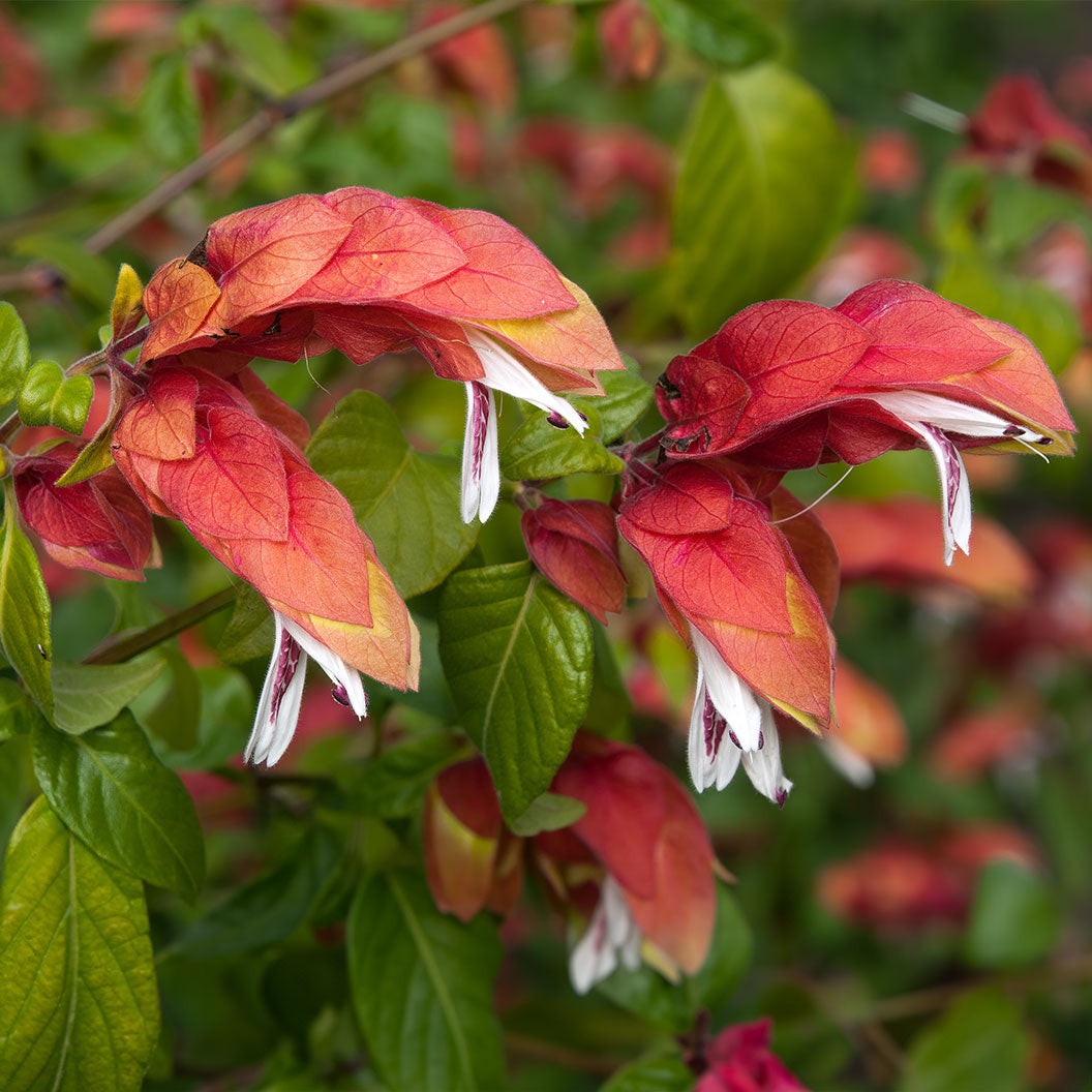 Shrimp-plant-Justica-1_0ab0ab93-d920-4da9-aa17-a2da0b8cdf09