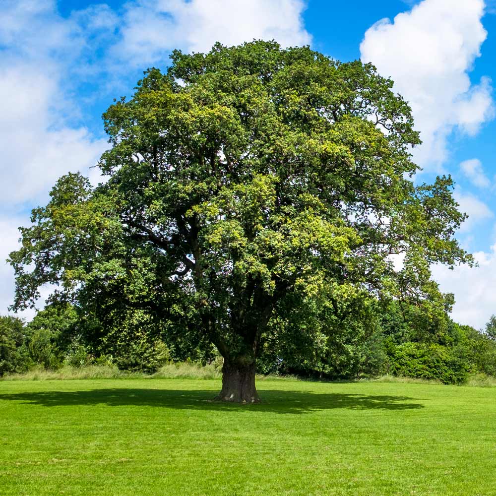 Shumard_Oak_1