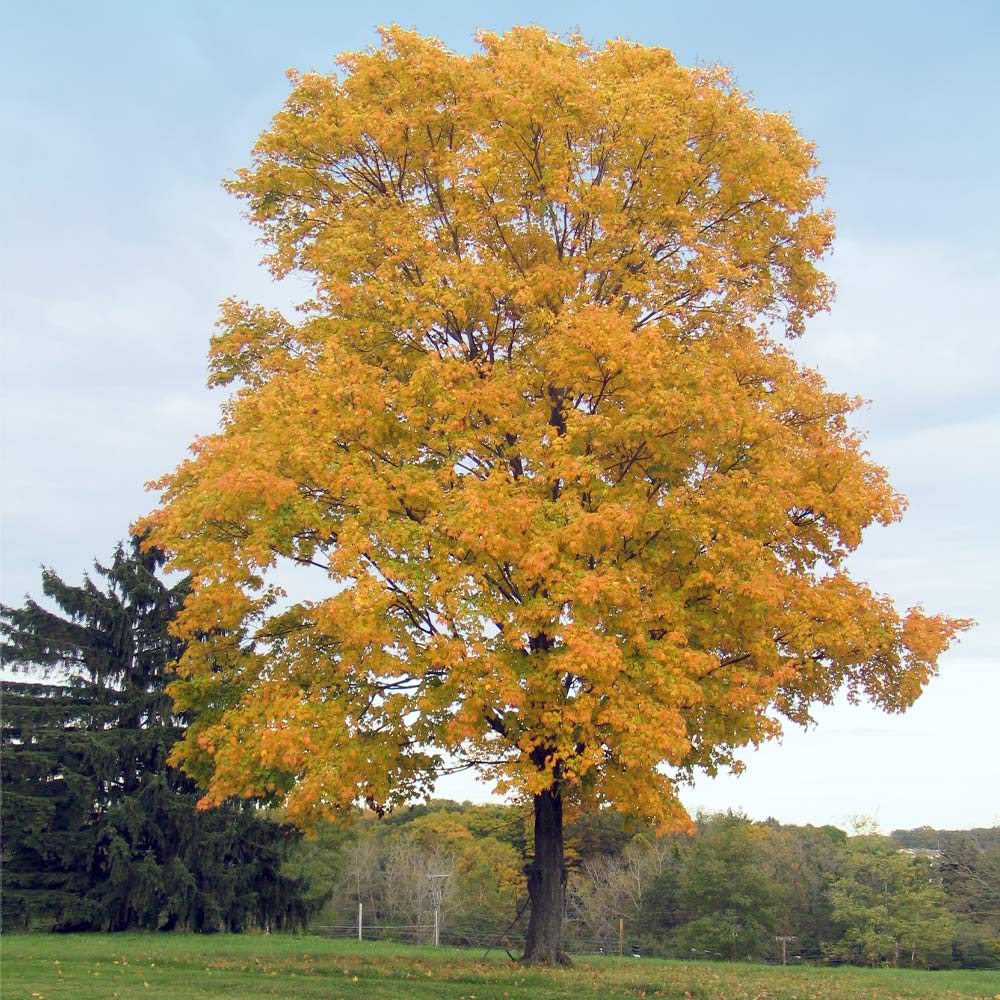 Silver_Maple_Tree_1_FGT